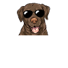 Chien Labrador Retriever chocolat