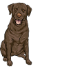 Chocolate Labrador Retriever Dog