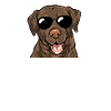 Chocolate Labrador Retriever Dog