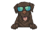 Chien Labrador Retriever chocolat