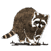 Waschbär
