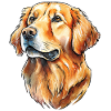 Golden Retriever Portrait