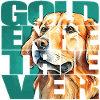 Golden Retriever Portrait