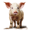 Little cute piglet