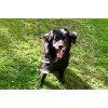 Hund Dog Samy