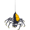 Araignée