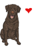 Chien Labrador Retriever chocolat