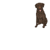 Chocolate Labrador Retriever Dog