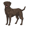 Chien Labrador Retriever chocolat