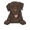 Chocolate Labrador Retriever Dog