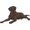 Chien Labrador Retriever chocolat