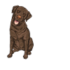 Chien Labrador Retriever chocolat