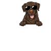 Chien Labrador Retriever chocolat
