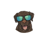 Chien Labrador Retriever chocolat
