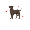 Chien Labrador Retriever chocolat