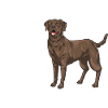 Chien Labrador Retriever chocolat