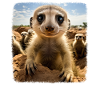 Meerkat realistic Erdmännchen