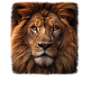 Lions realistic lion