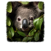 Koalas realistic Koala
