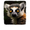 Kattas realistic Katta