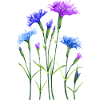 Fleur