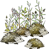 Hedgehogs