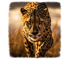 Cheetah realistic Cheetah