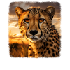 Cheetah realistic Cheetah