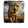 Cheetah realistic Cheetah