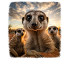 Meerkat realistic Erdmännchen