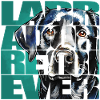 Labrador Retriever Portrait