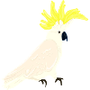 Cockatoo, Parrot, Bird, Yellow-crested Cockatoo