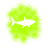 Requin requin dans l’océan