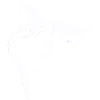 Requin