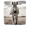 Zebras realistic Zebra