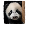 Panda's realistic panda