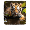 Tiger realistic Tigerbaby