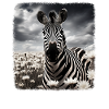 Zebras realistic Zebra