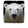 Eisbären realistic Eisbär