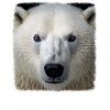 Eisbären realistic Eisbär