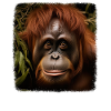 Orangutanger realistiske Orangutanger