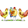 Rooster and hen