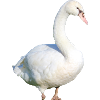 Cygne, Canard, Oiseau, Oie
