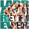 Labrador Retriever Portrait