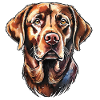 Labrador Retriever Portrait
