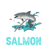 Salmon Fishing Salmon Angler