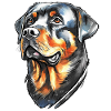 Rottweiler Portrait