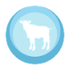 Vache Taureau Taureau