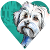 Maltese Portrait