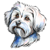 Maltese Portrait